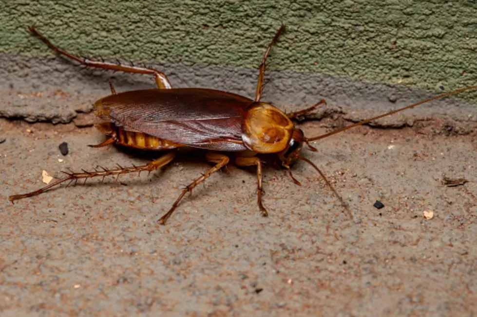 Company Offering $2K To Release 100 Cockroaches In Your Home For Testing