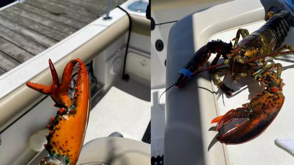 Rare Catch: A Three Clawed Lobster With Working Third Claw