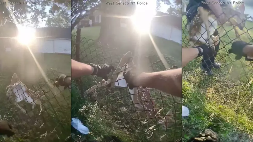 Police Rescue Crying Baby Deer Stuck In Chain-Link Fence
