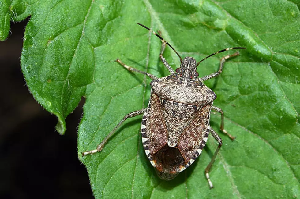 Stink Bugs Are Back To Iowa In Numbers &#8211; Here&#8217;s How To Get Rid Of Them
