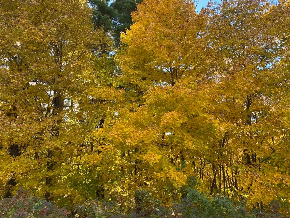 Two Hour Drive Through Eastern Iowa Shows The State’s Beautiful Fall Foliage