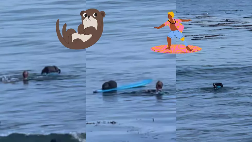 Hilarious Video Shows Pregnant Otter Stealing A Surfboard From Surfer