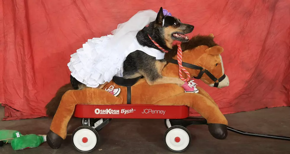 Jackson the Tornado Dog wins 16th annual Halloween costume contest