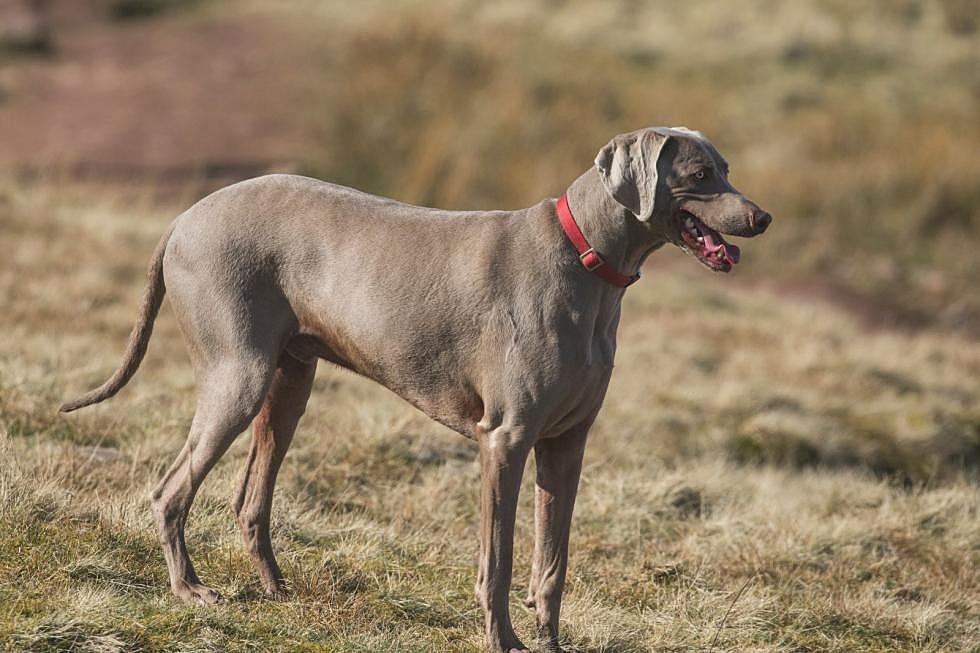 Dog red collar