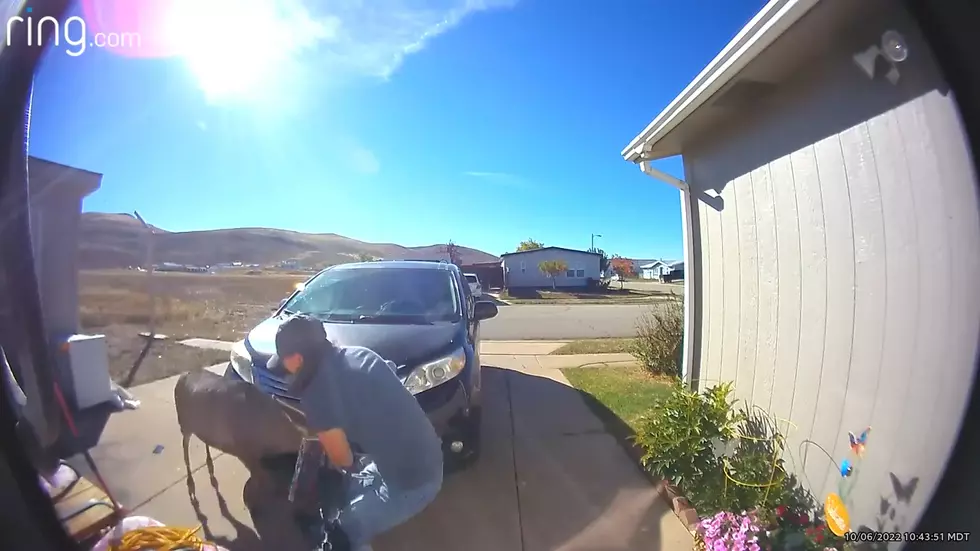 VIDEO: Wyoming Woman Gored In Her Own Driveway By Angry Deer