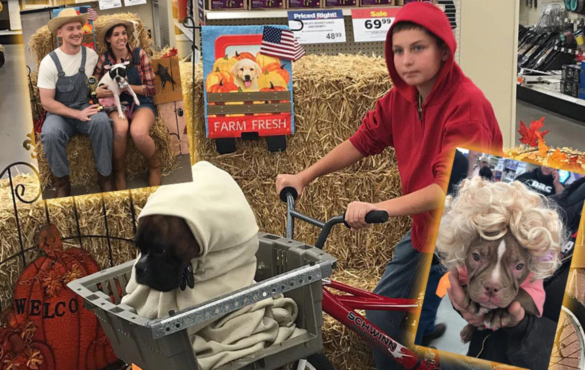 Halloween costumes: Iowa dogs in hilarious costumes