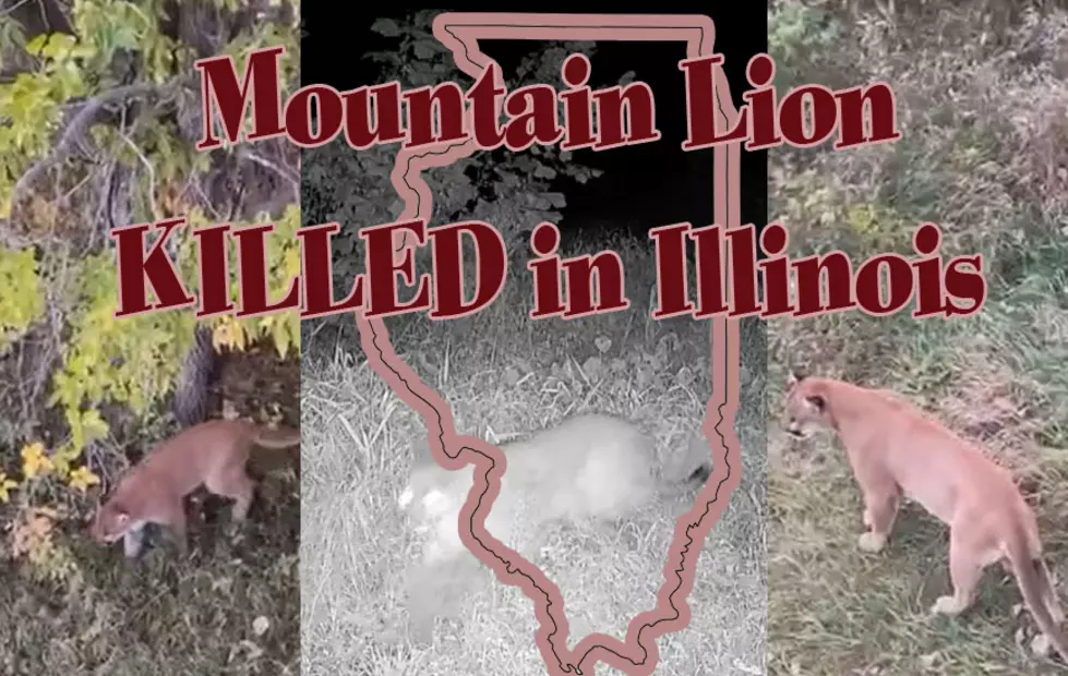 Mountain Lion Killed in Car Accident in Whiteside County, Illinois