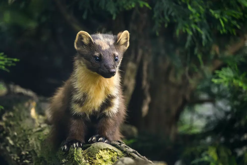 Activists Free 10,000 Minks, So Many Get Run Over City Has To Call Out Snow Plow