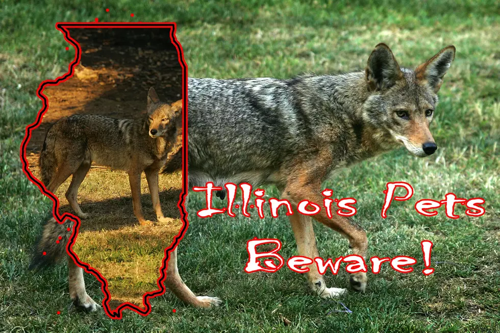 It's coyote mating season. Here is what you need to know to protect your  pets