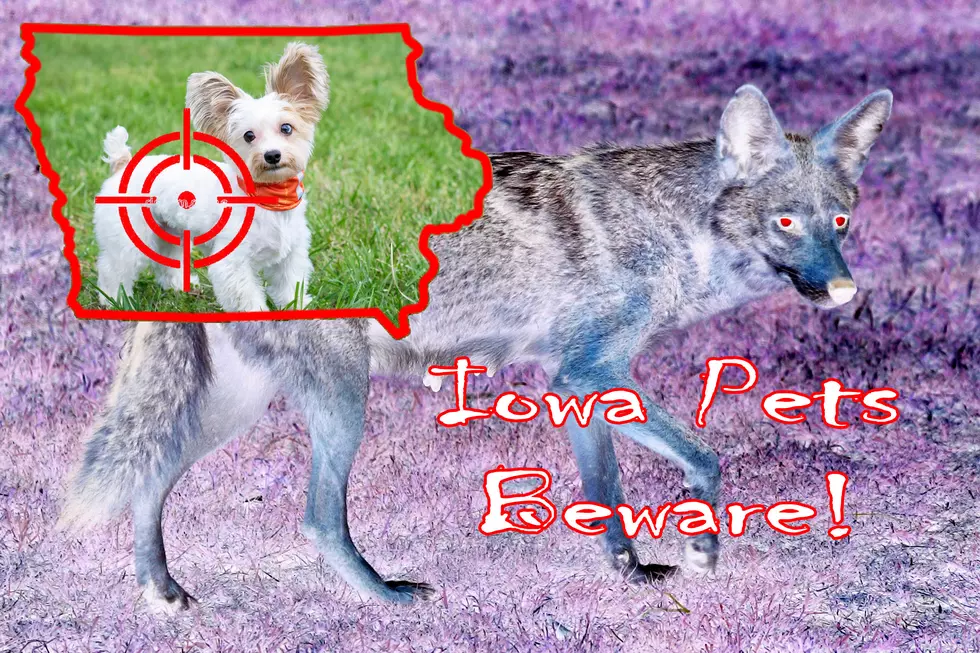 Iowa man wants coyote back as emotional support animal