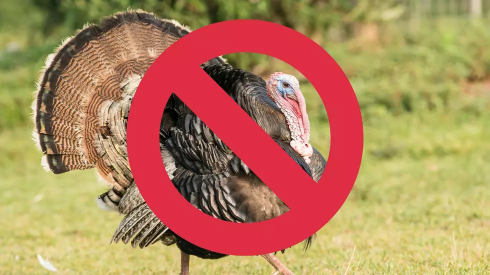 Trailer Park Tenants Being Terrorized By Treacherous Turkey