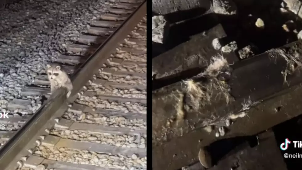 Man Saves Raccoon Frozen To Railroad By The Hair On His Testes