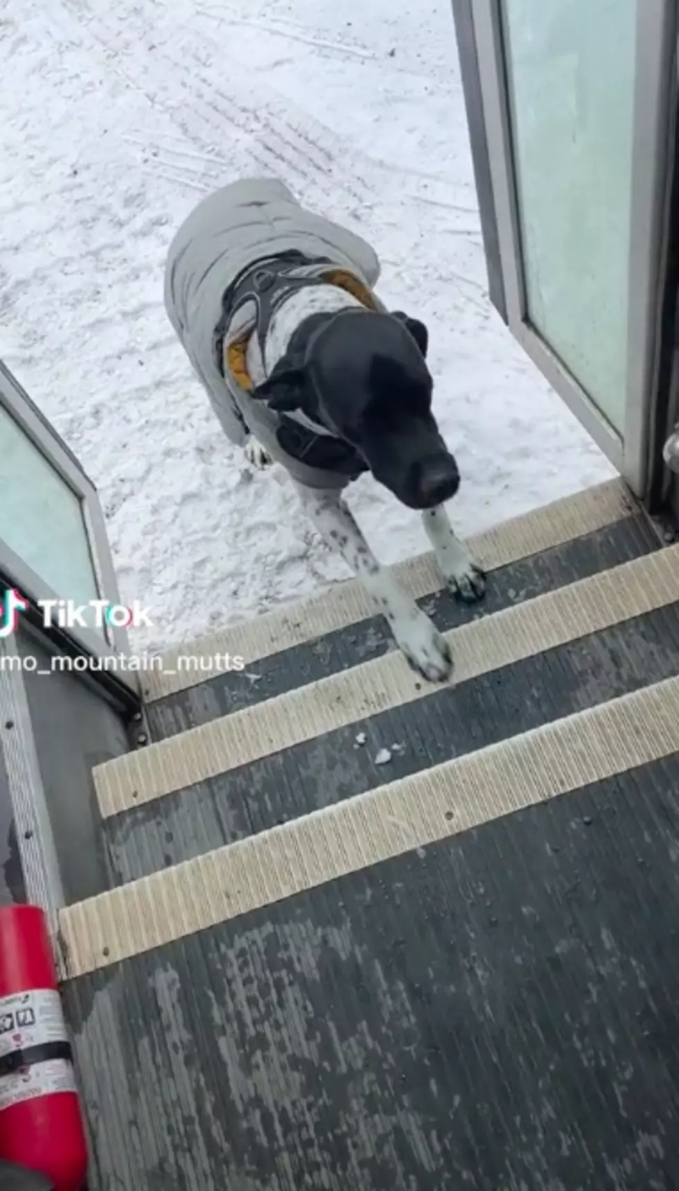 TikTok mo_mountain_mutts