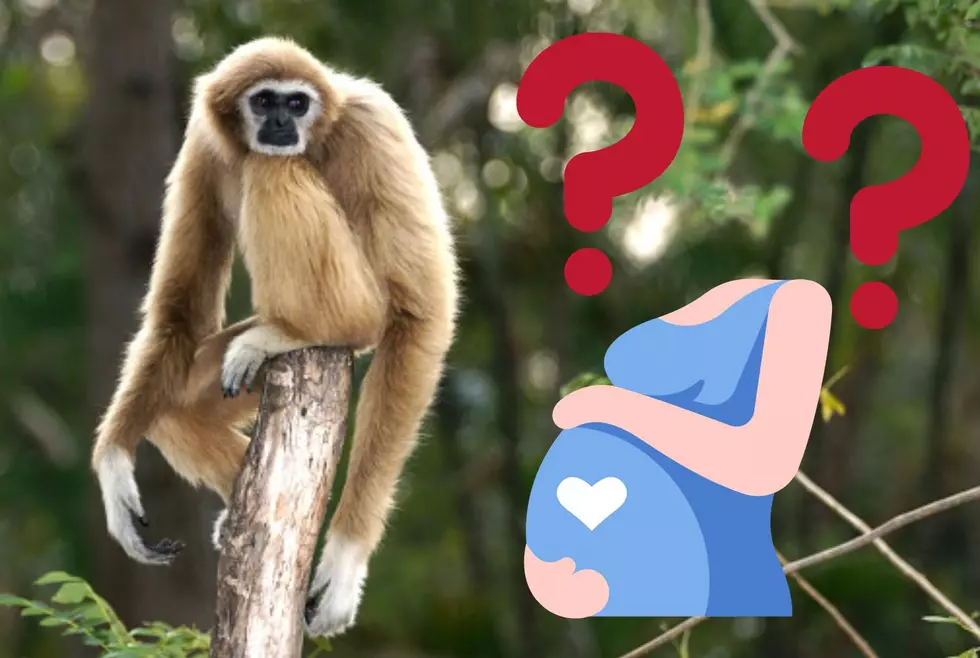 Mystery Of How An Ape Got Pregnant While Living Alone Is Solved