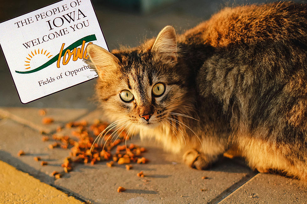 Iowa&#8217;s Cutest Event of the Year: Kings Harvest&#8217;s Kitten Shower