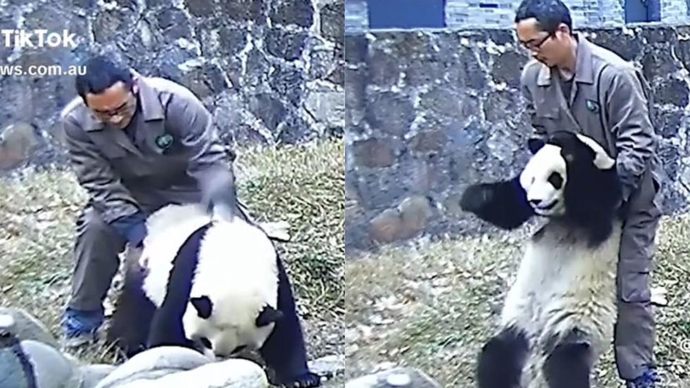 Zookeeper Saves Panda By Giving It The Heimlich Maneuver