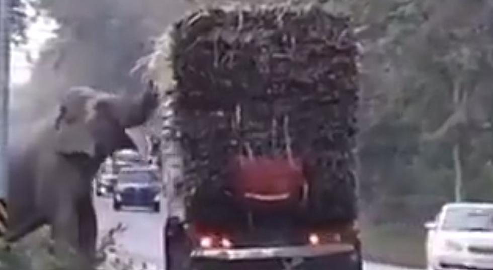 New Fear Unlocked: Elephants Are Now Robbing Trucks On The Highway