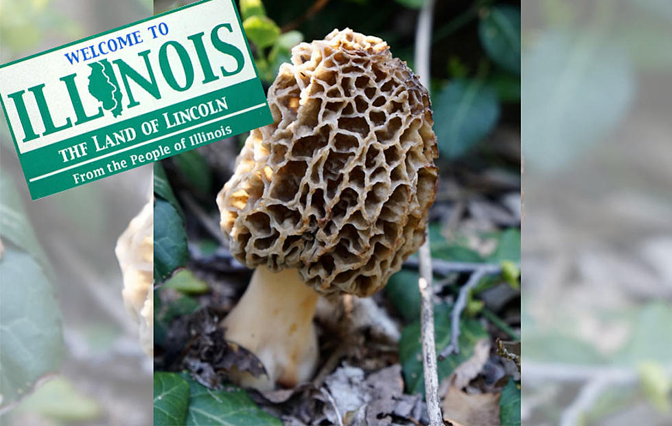 From the Forest to Your Plate: It&#8217;s Morel Mushroom Season in Illinois