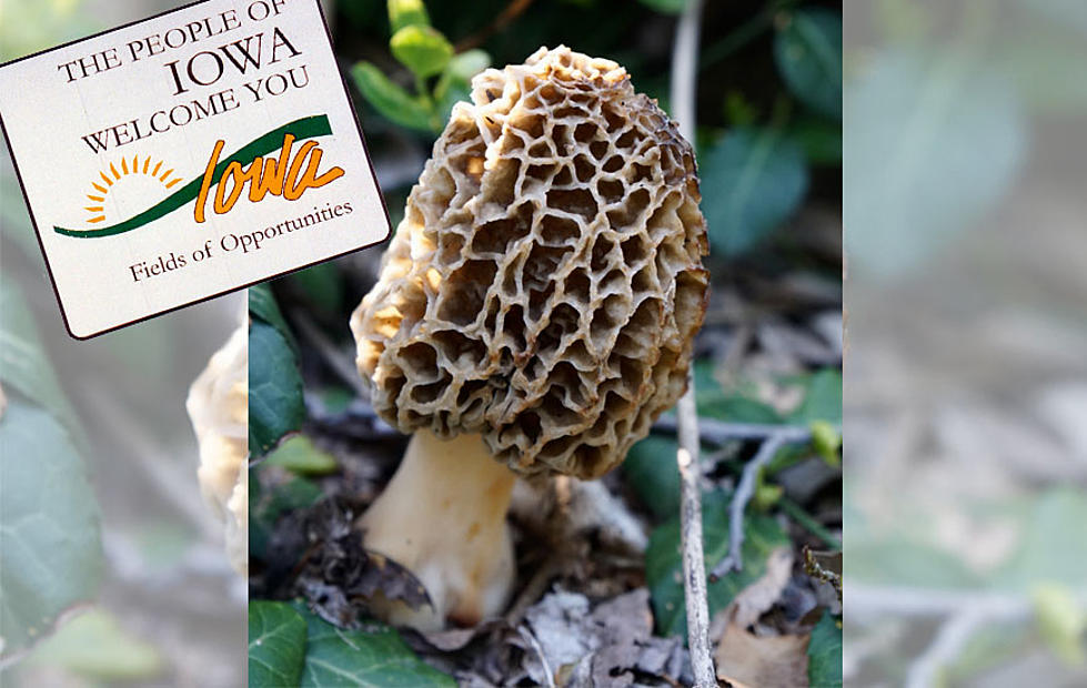 Need a Morel Boost? It&#8217;s Morel Mushroom Season in Iowa