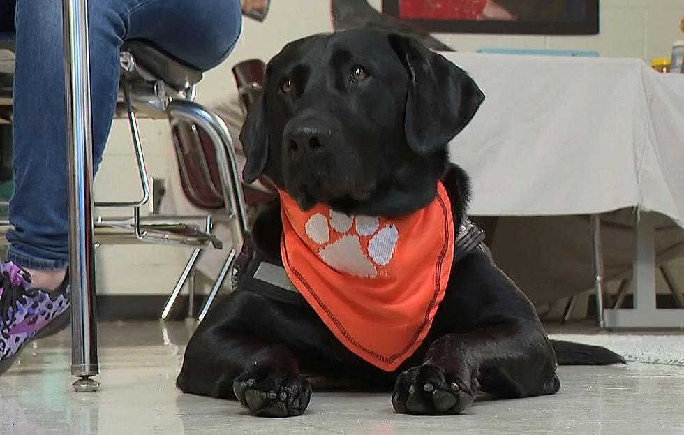 Georgia Dog Fails Out Of Hunting School But Gets A Better Job