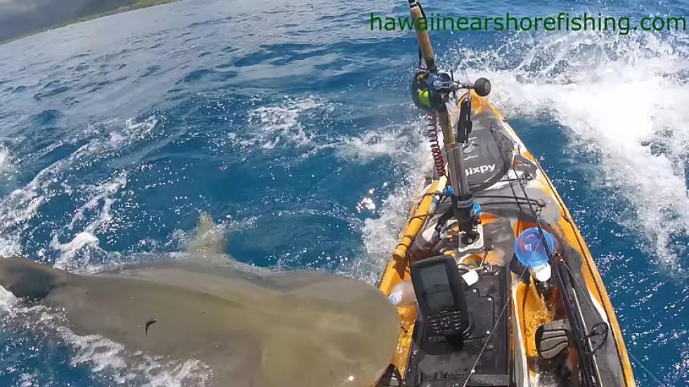 Kayak Attacked By Tiger Shark In Terrifying New Video From Hawaii
