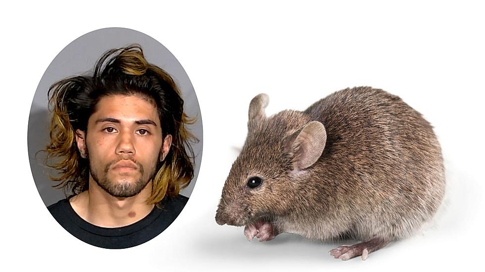 Man Arrested For Shooting Mouse Outside of His House