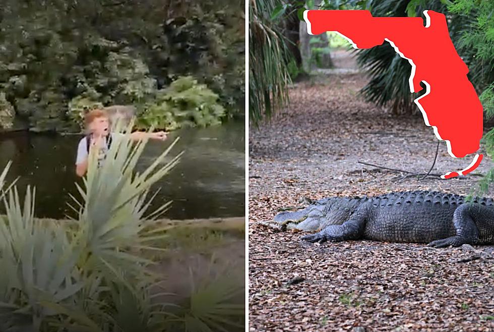 Florida Man Jumped Into Alligator Exhibit At Busch Gardens