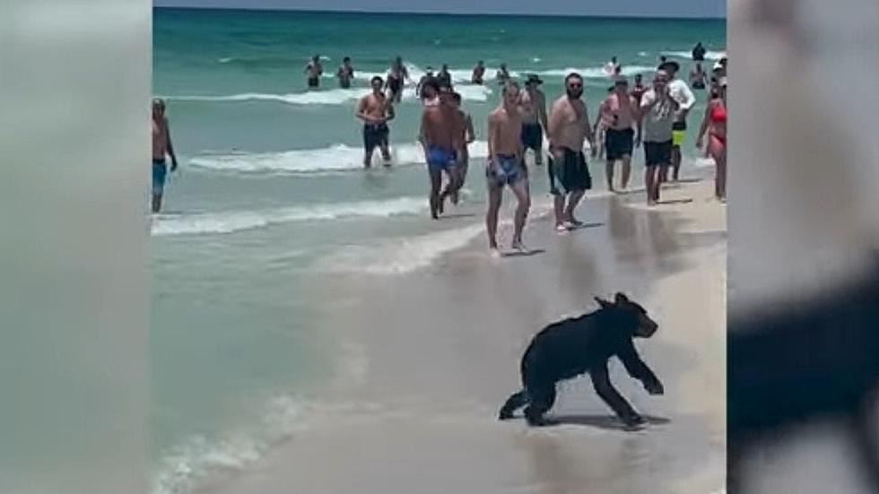 Bear Shocks Florida Beachgoers When It Swims Out Of Ocean