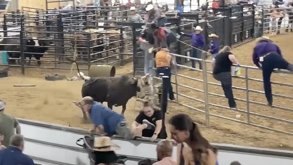 Rodeo Bull Escapes, Runs Into Stands At Florida Fair