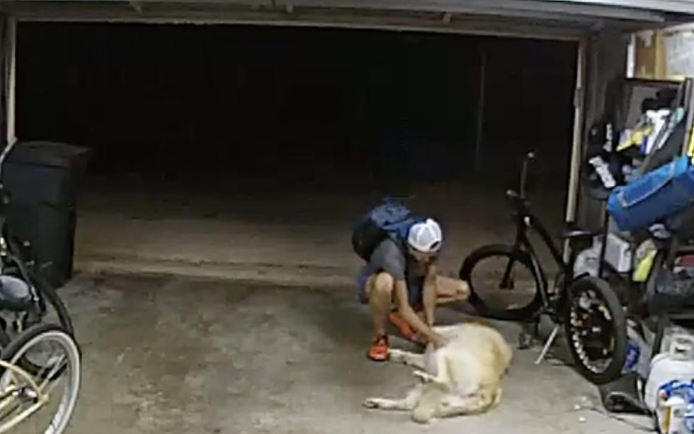 Burglar Takes Break From Robbery To Pet The ‘Guard’ Dog