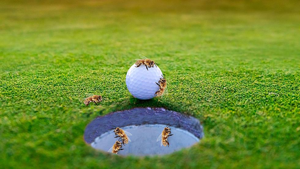Man Stung By Nearly 2,000 Bees While Working On Golf Course