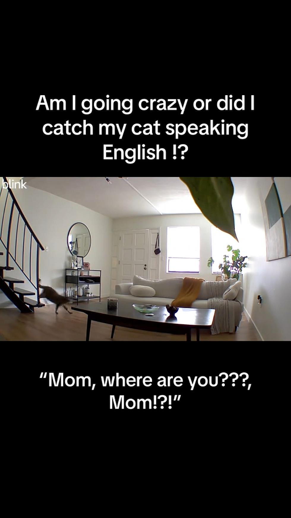 Did This Lady’s Cat Just Speak English??