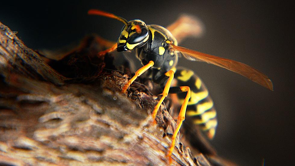 Someone Stole A Vacuum Full of Angry Hornets From A Beekeeper