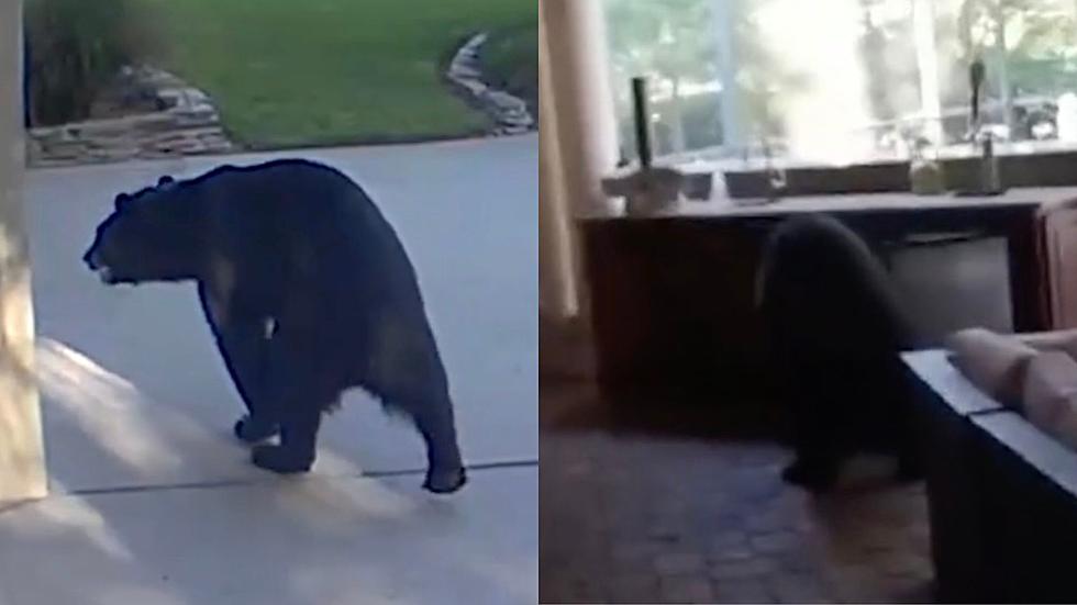 3-Legged Bear Breaks Into Florida Porch and Drinks White Claws