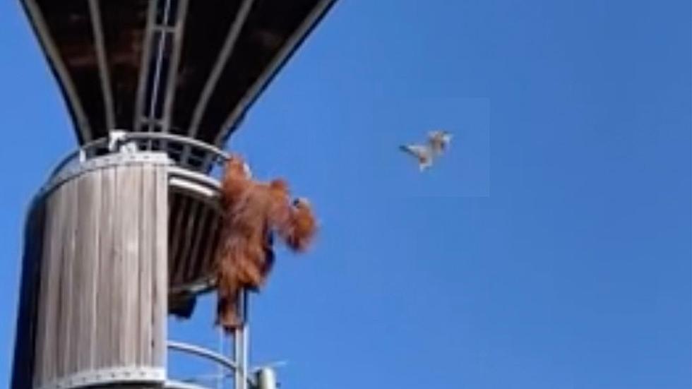 Orangutan Tosses Possum Out Of His Zoo Enclosure