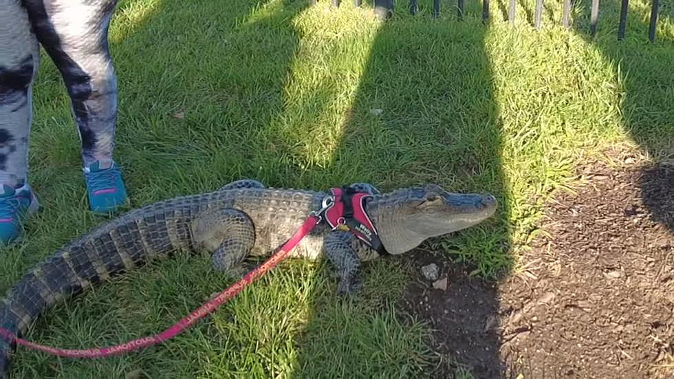 PA Man Couldn’t Bring His Emotional Support Gator Into Phillies Game