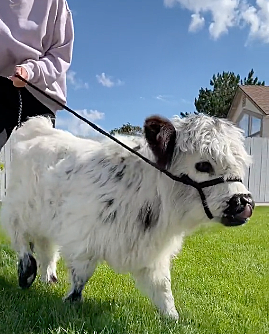 These Tea Cup Mini Cows Are Taking The Internet By Storm