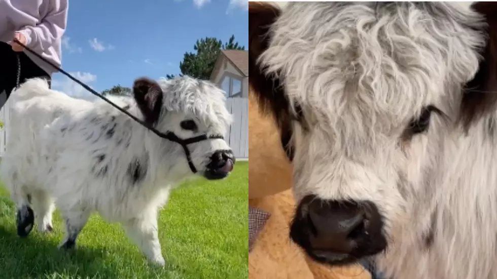 These Tea Cup Mini Cows Are Taking The Internet By Storm