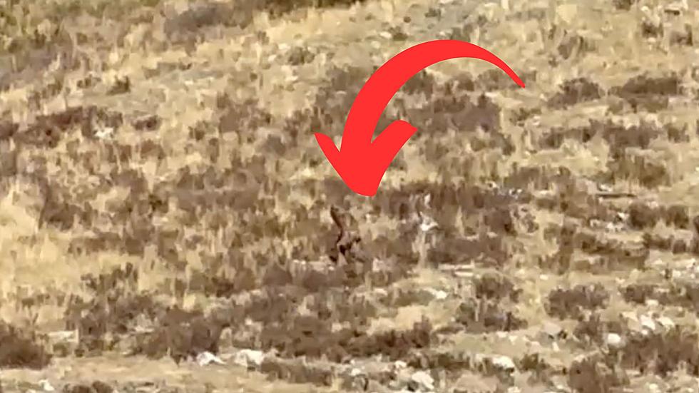 US Forest Service Can&#8217;t Say This New Bigfoot Footage Is Fake