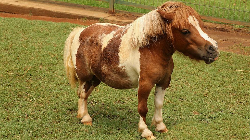 Washington State Man Busted Hiring Hooker For His Miniature Horse