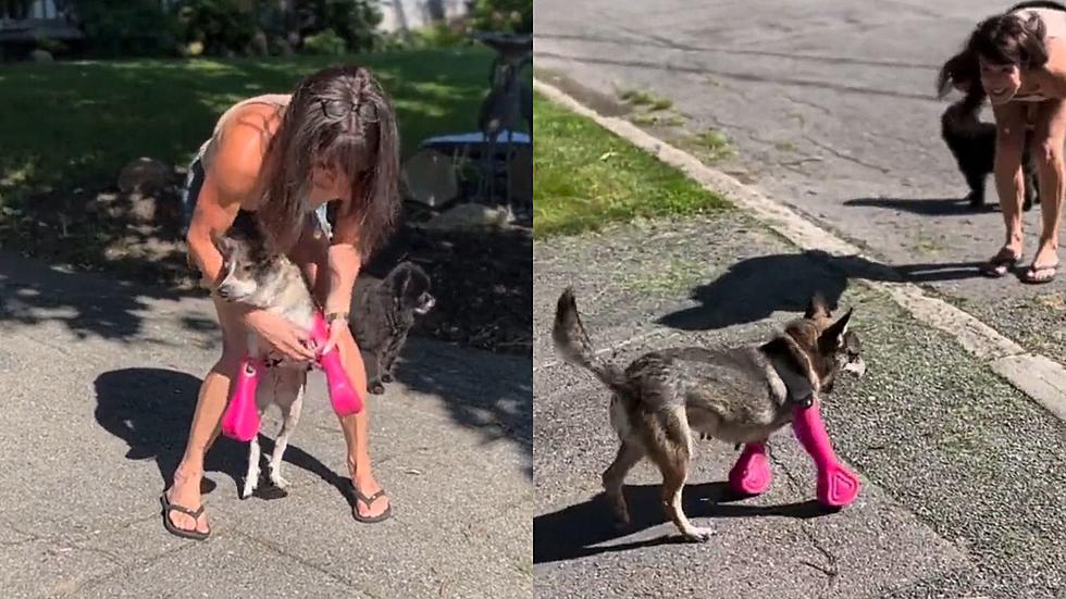 Dog Tries Prosthetics For The First Time And Man It’s Dusty In Here