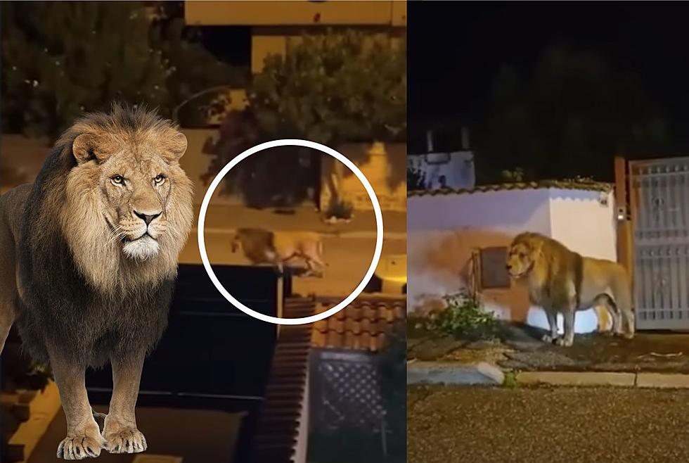Lion Escaped From Circus and Wandered Around Italy Town For Several Hours