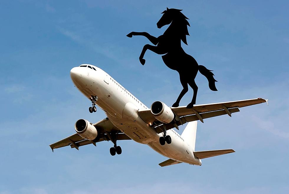 New York Pilot Turned Flight Around When A Horse Got Loose On The Plane