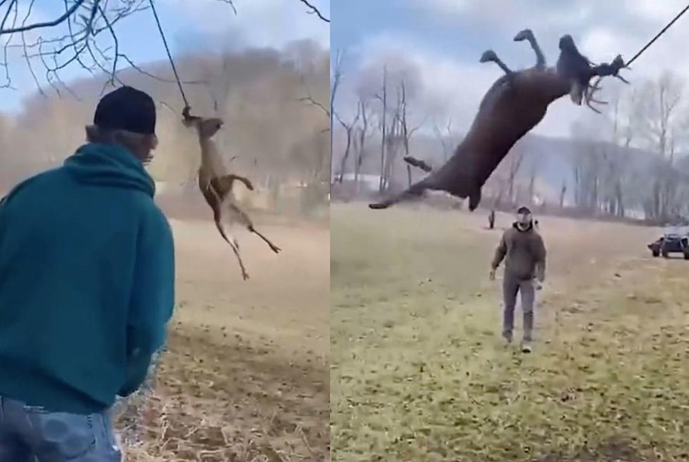 Ohio Hunters Free Swinging Deer With Antlers Stuck In A Rope
