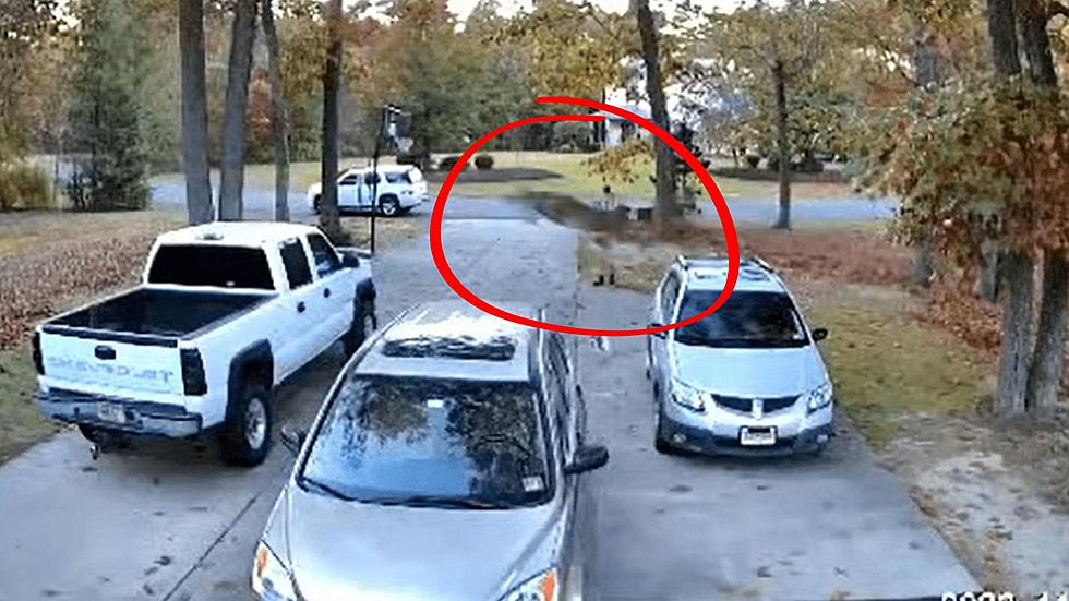 Deer Crashes Into Truck For Sale As Buyer Arrived To Buy It