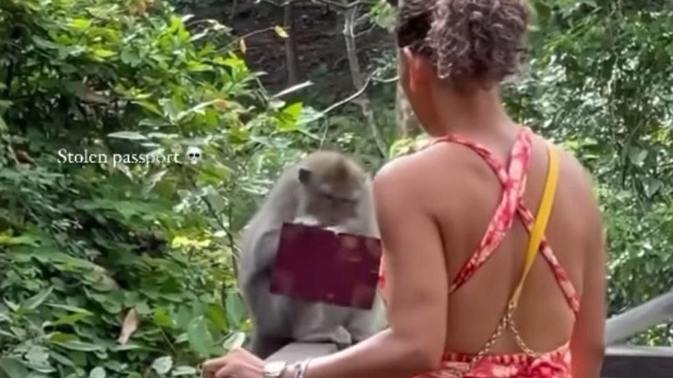 Tourists Told Not To Interact With Monkeys Have Passports Ripped Up