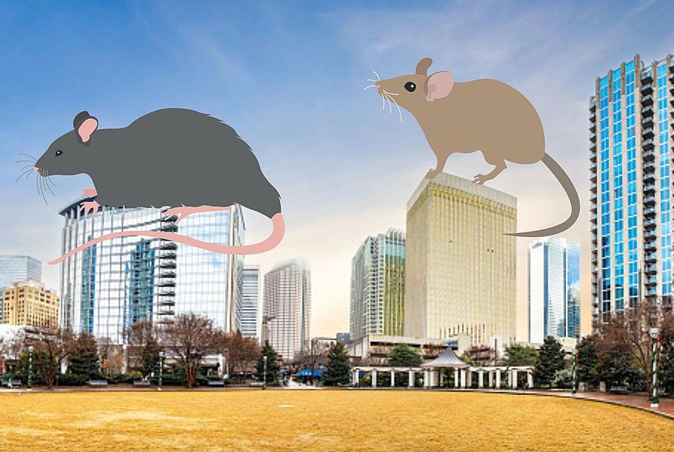 One Of The Most Rat Infested Cities Is Now In North Carolina