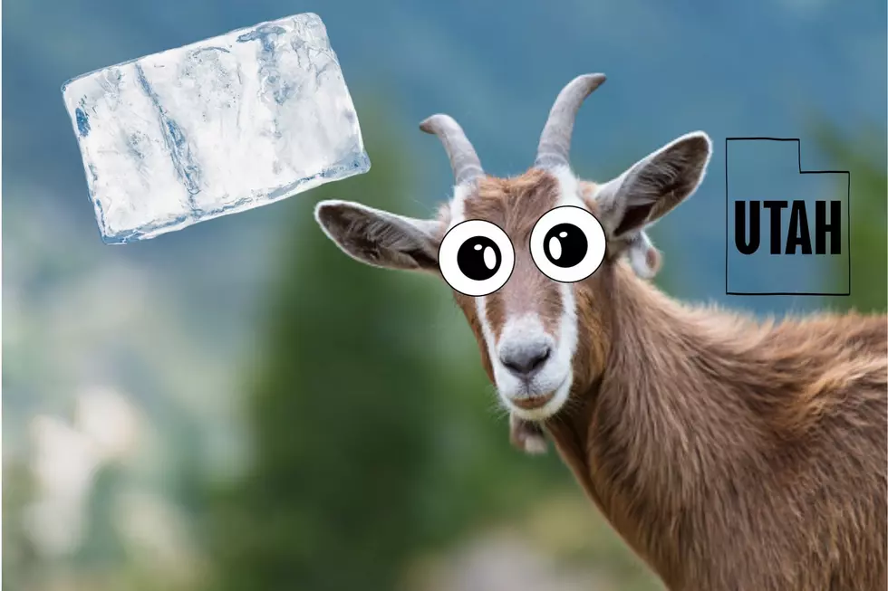 Chunk of Ice Falls from Sky, Kills Family’s Goat in Utah
