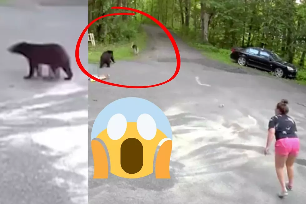 Minnesota Woman Caught On Video A Huge Bear Chasing Her Dog