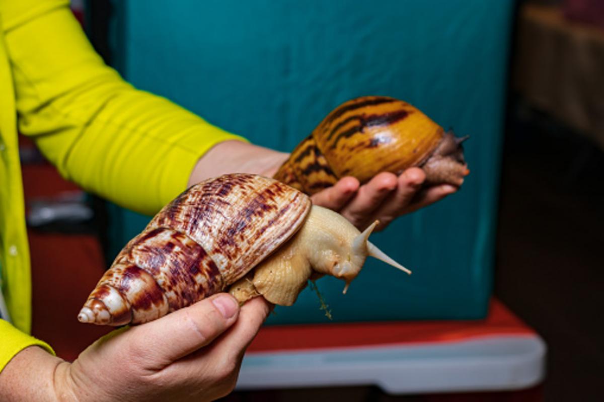 90 giant live snails found in a bag at Michigan airport